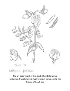 Coloring Book- Beach Pea Botanical Illustrations