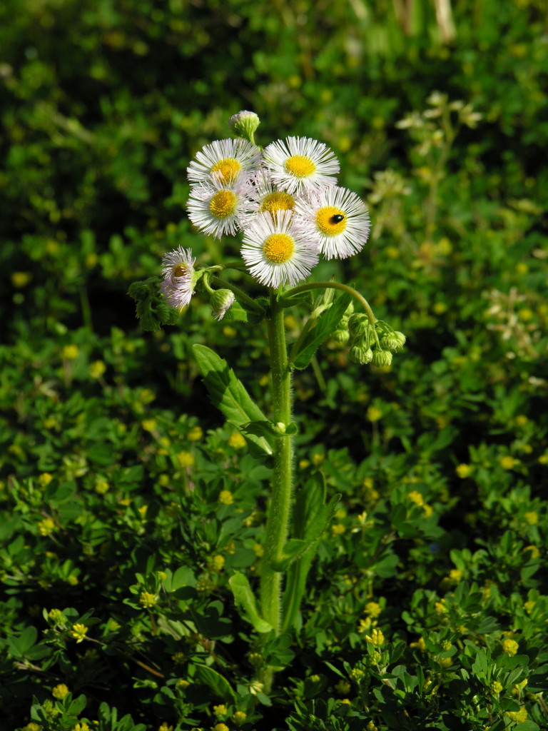 Erigeron philadelphicus (Philadelphia Fleabane)