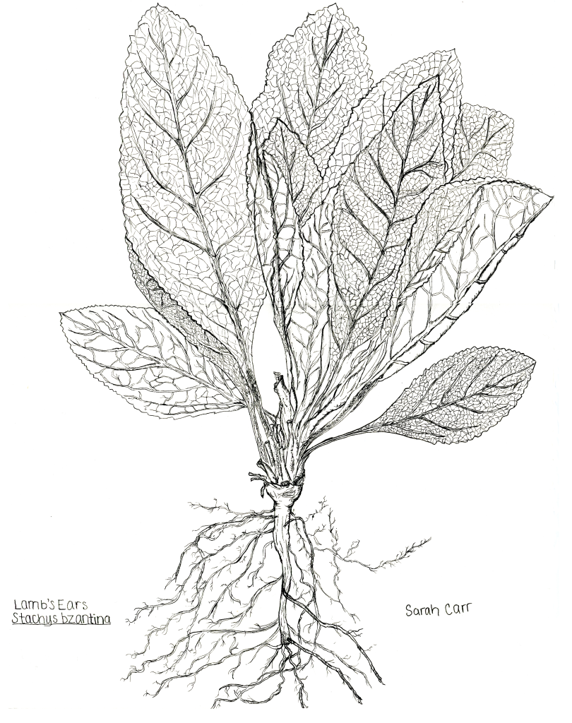 Botanical Illustration Gallery