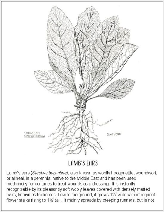 Lamb’s Ears Coloring Page